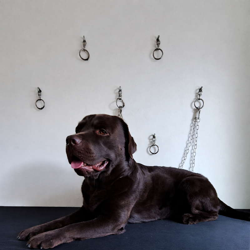 Zampe Felici Toelettatura - Foto 3