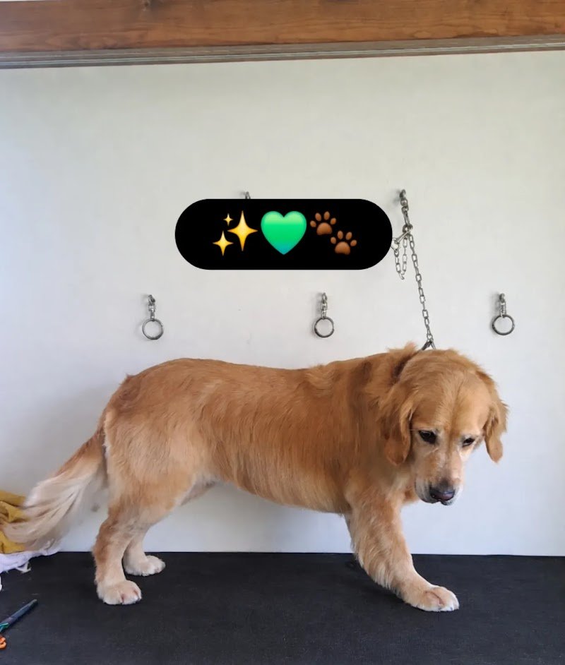 Zampe Felici Toelettatura - Foto 4