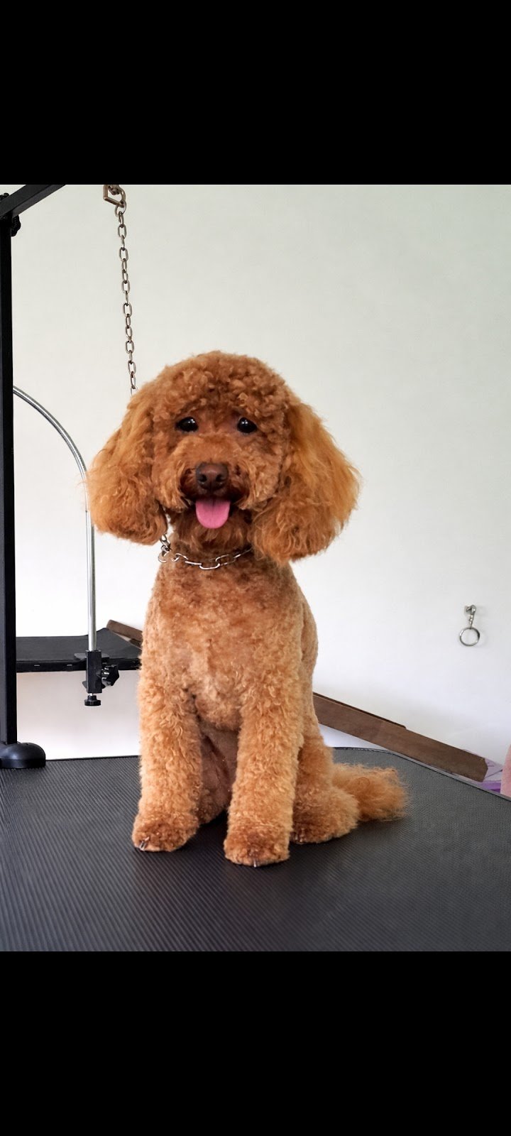 Zampe Felici Toelettatura - Foto 5