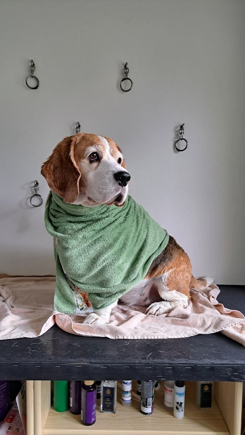 Zampe Felici Toelettatura - Foto 6