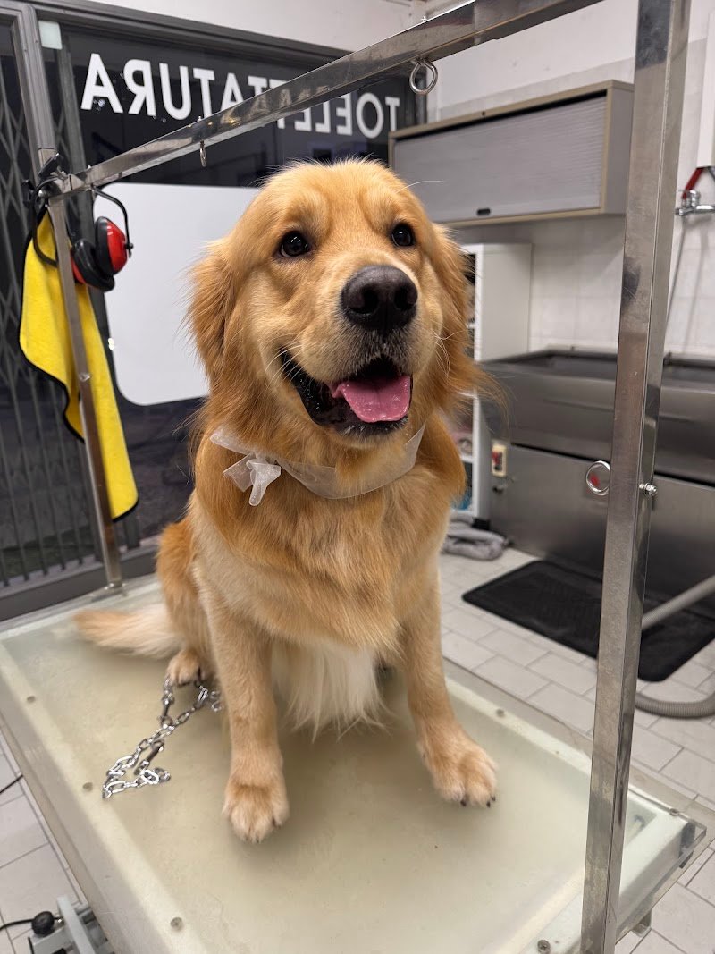 Zampe felici Toelettatura - Foto 2