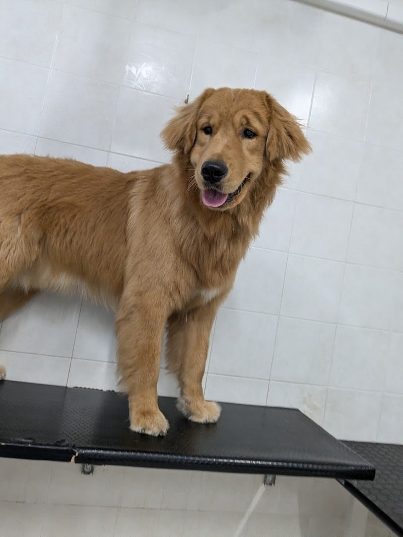 Zampe felici Toelettatura - Foto 3