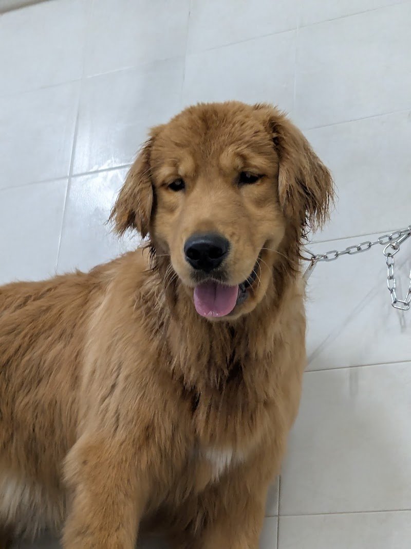 Zampe felici Toelettatura - Foto 4