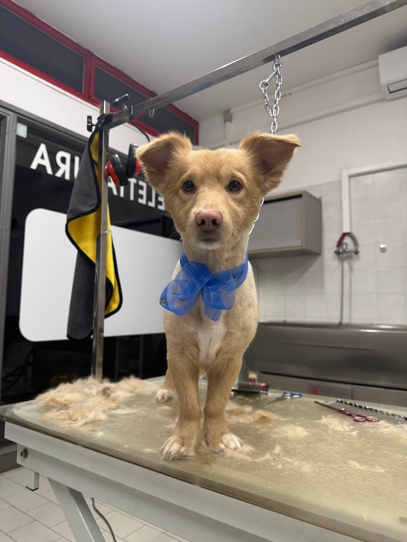 Zampe felici Toelettatura - Foto 5