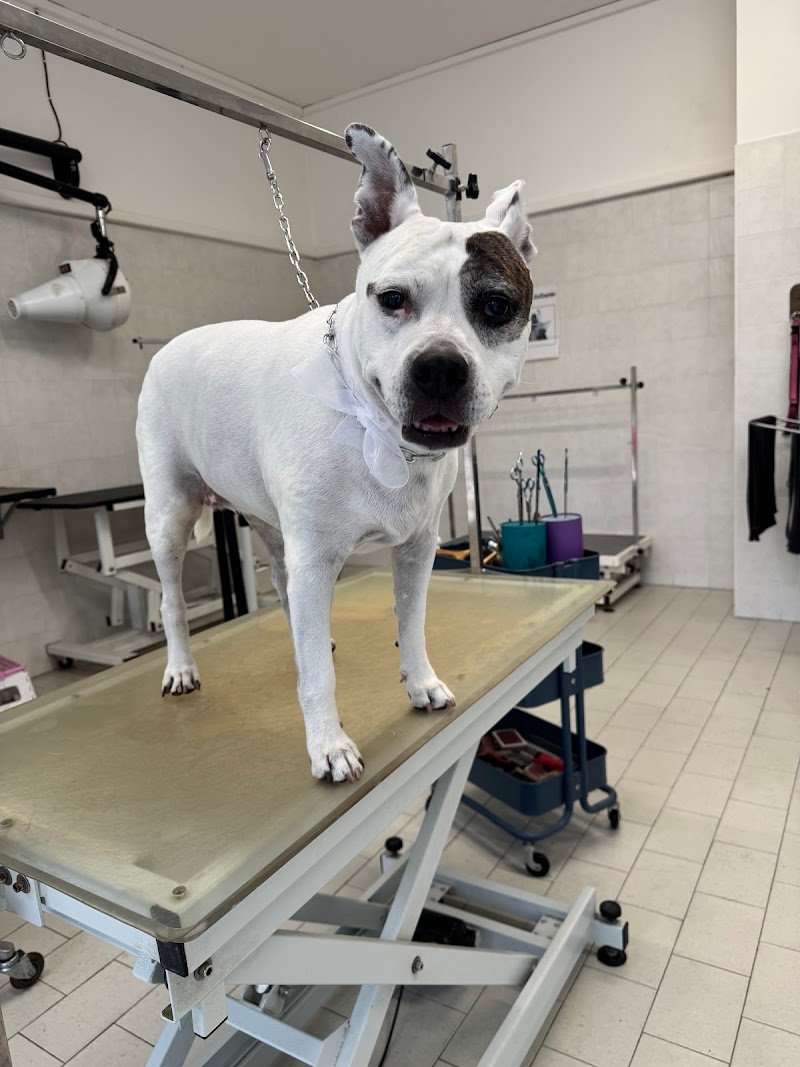 Zampe felici Toelettatura - Foto 6