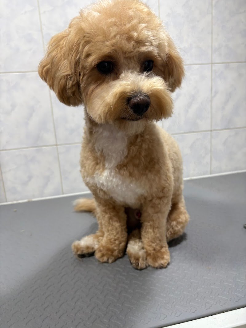 Zampe Felici - Foto 1