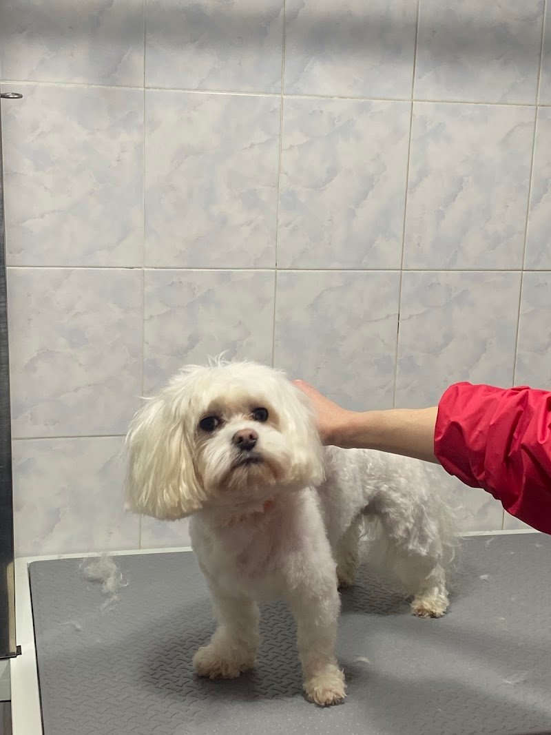 Zampe Felici - Foto 2