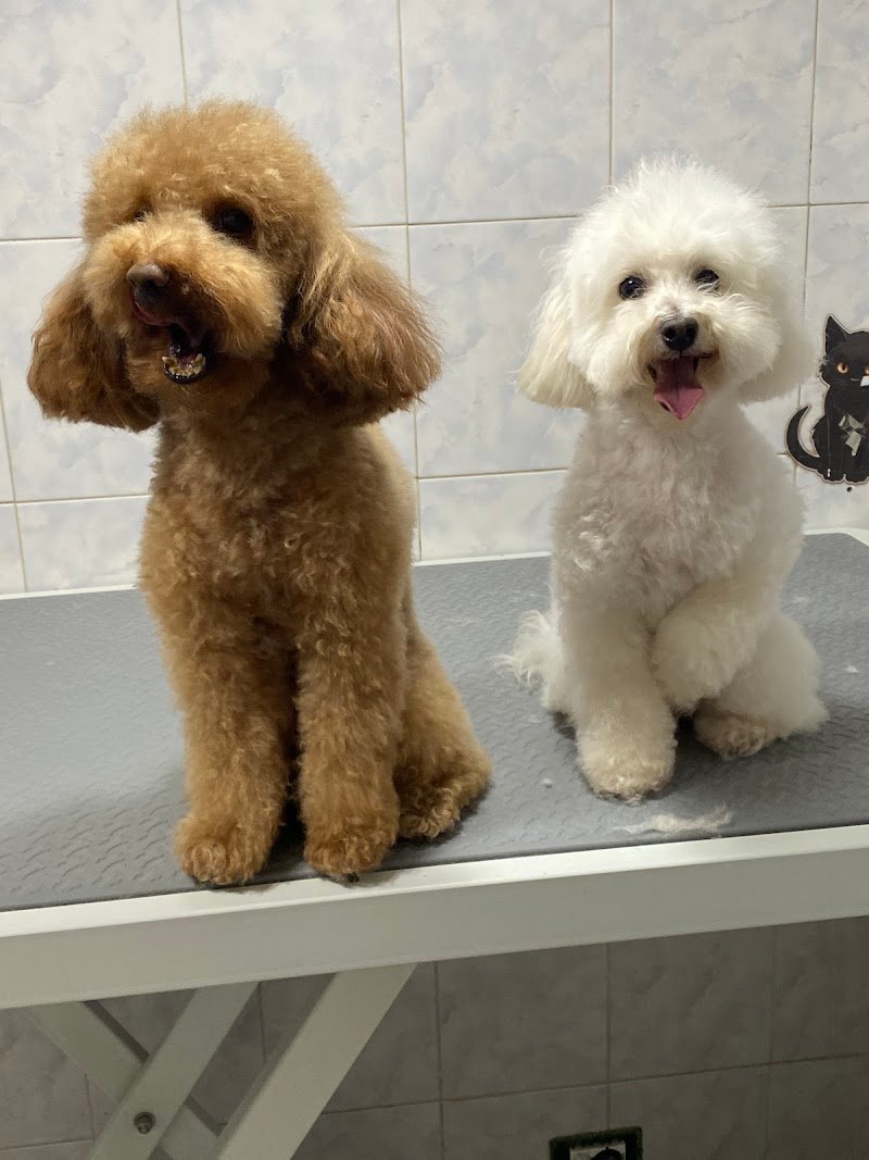 Zampe Felici - Foto 3