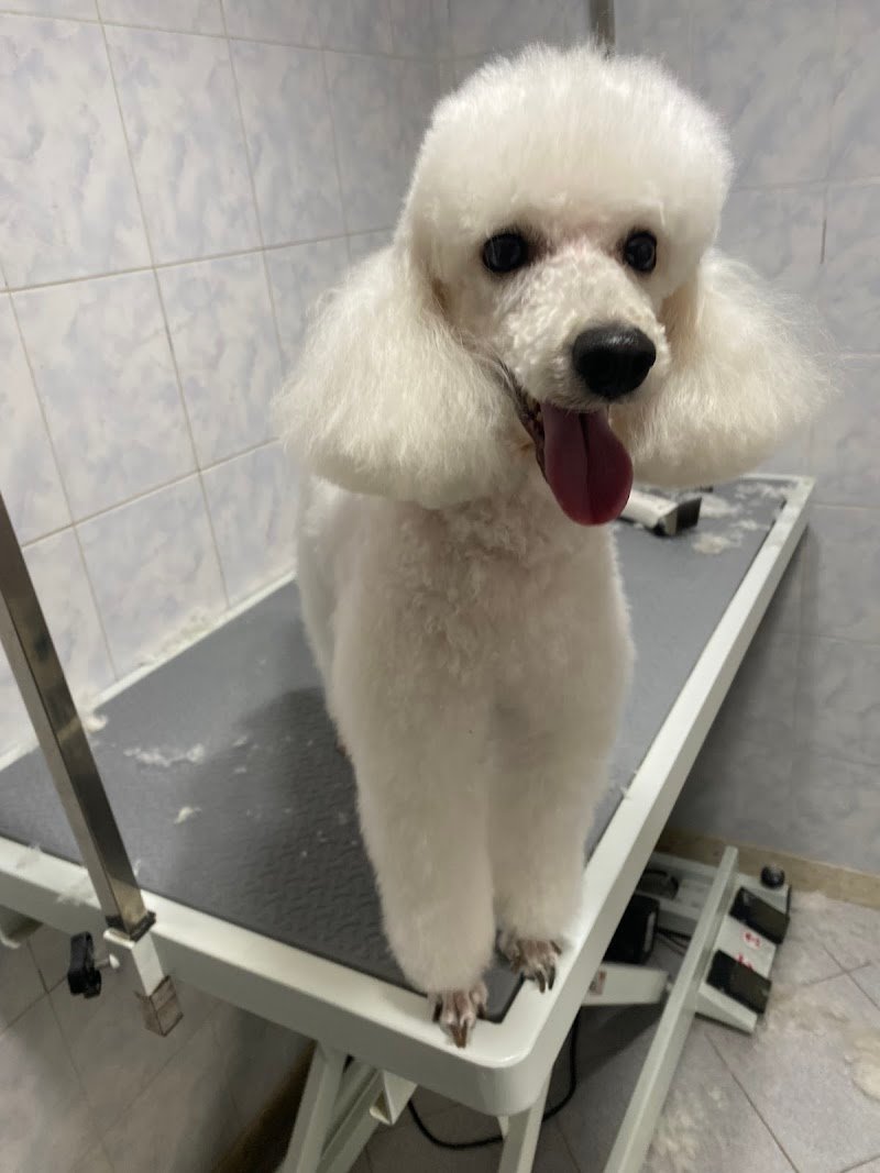 Zampe Felici - Foto 4