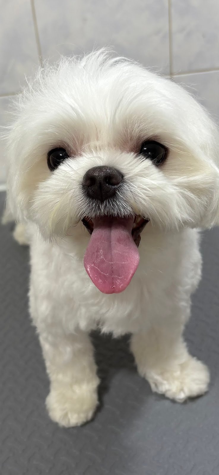 Zampe Felici - Foto 5