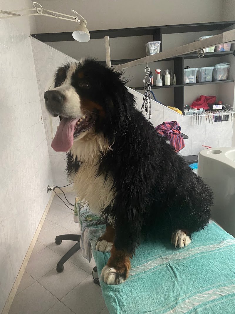 Zampe Felici - Foto 6