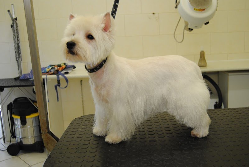 Zampe In Vasca Snc di Lozzi Cristina & C. - Foto 1