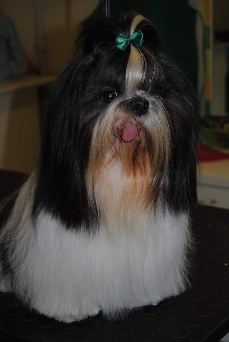 Zampe In Vasca Snc di Lozzi Cristina & C. - Foto 2