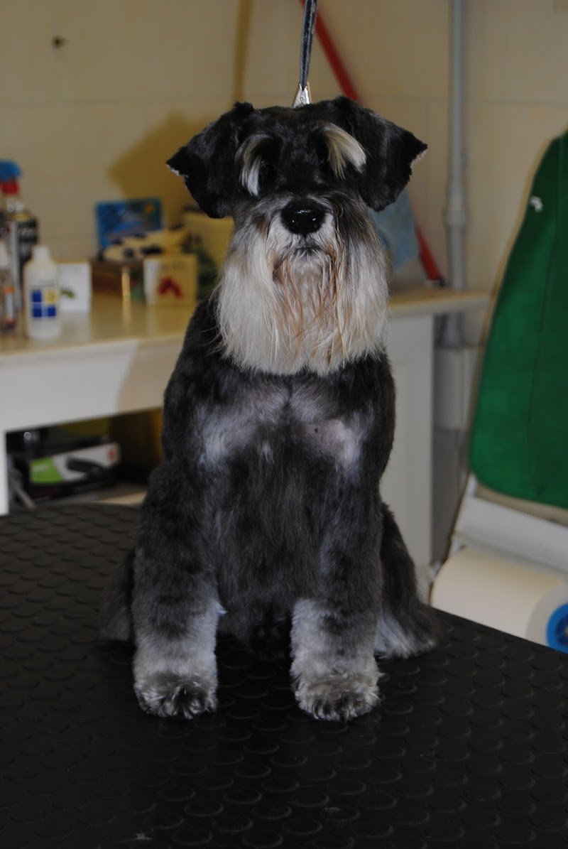 Zampe In Vasca Snc di Lozzi Cristina & C. - Foto 3