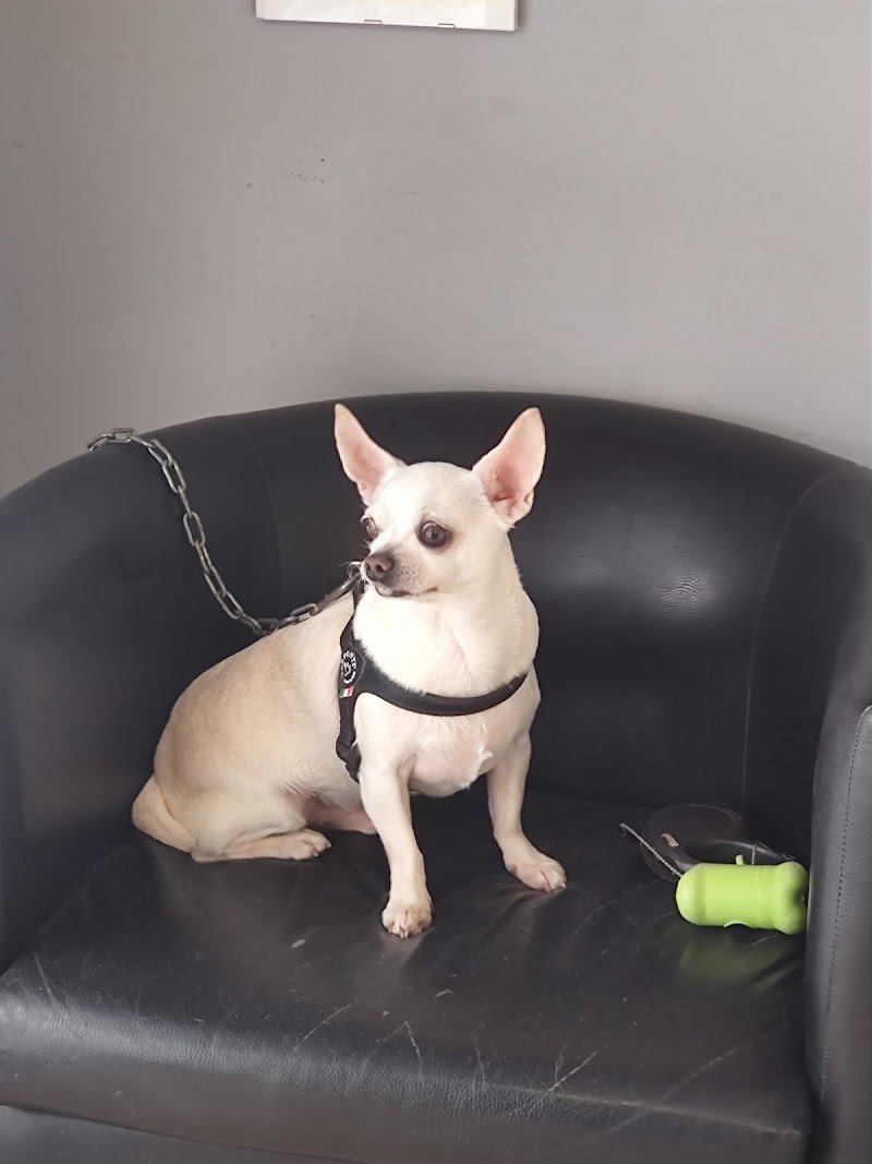 Zampe In Vasca Snc di Lozzi Cristina & C. - Foto 4