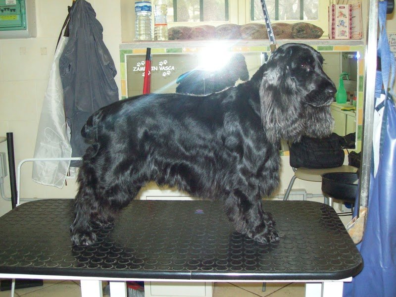 Zampe In Vasca Snc di Lozzi Cristina & C. - Foto 6