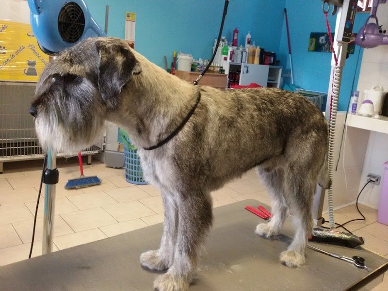 Zampe In Vaska - Foto 2