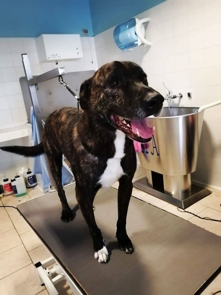 Zampe In Vaska - Foto 3