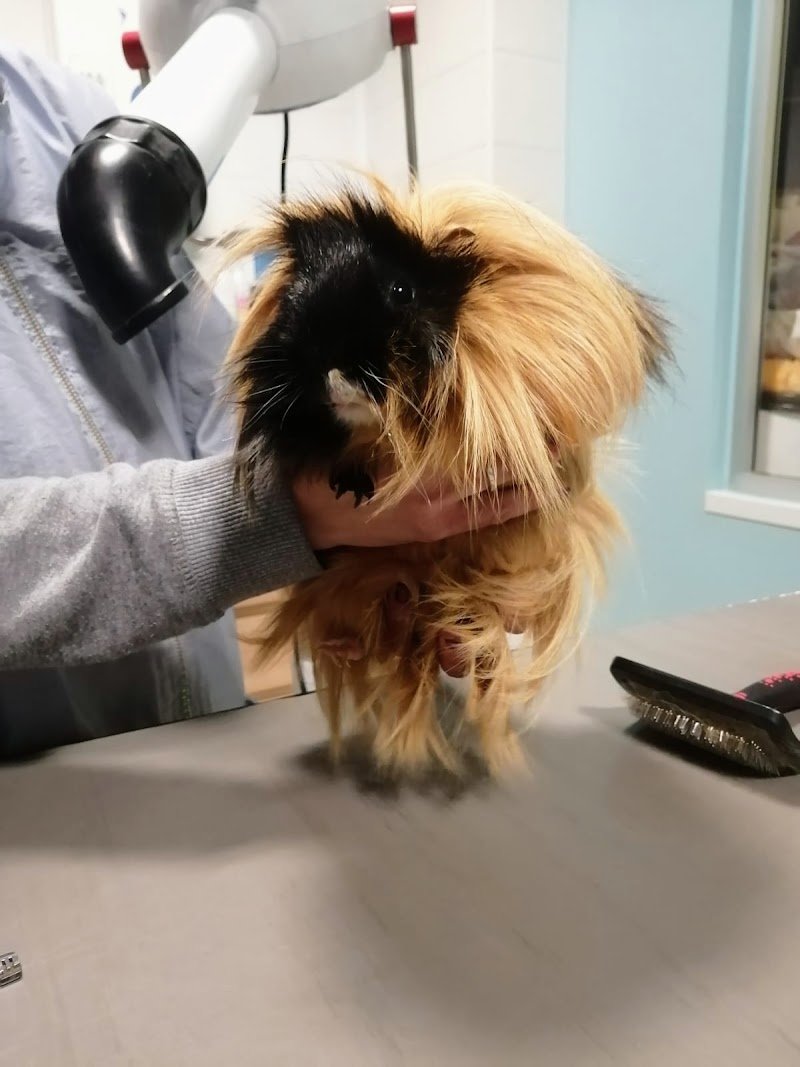 Zampe In Vaska - Foto 4