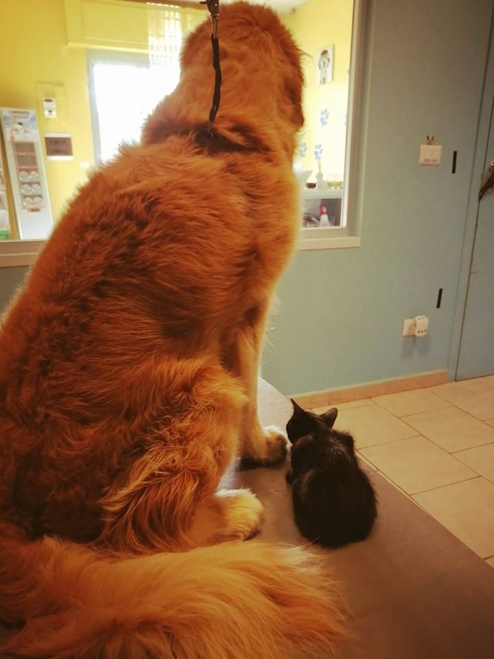 Zampe In Vaska - Foto 6