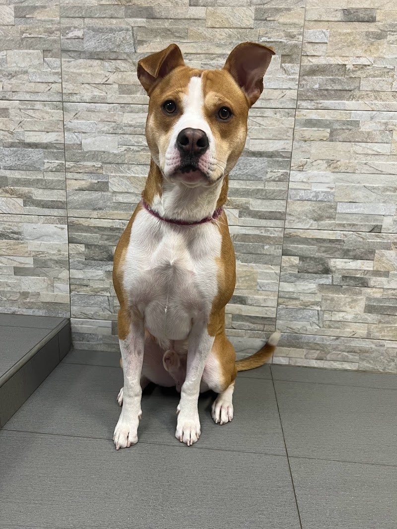 Zampe Insaponate Forlimpopoli - Foto 1