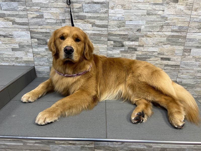 Zampe Insaponate Forlimpopoli - Foto 2