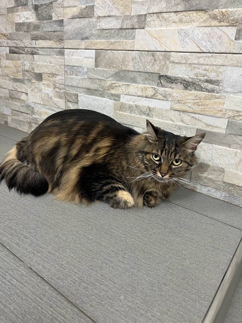 Zampe Insaponate Forlimpopoli - Foto 3