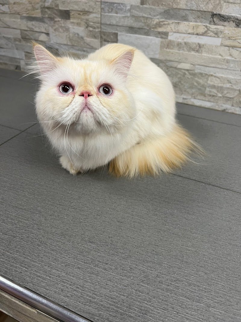 Zampe Insaponate Forlimpopoli - Foto 4