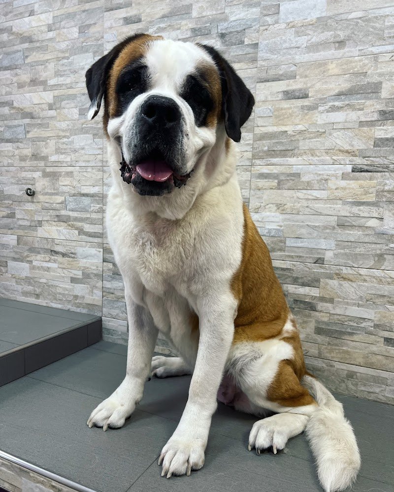 Zampe Insaponate Forlimpopoli - Foto 5