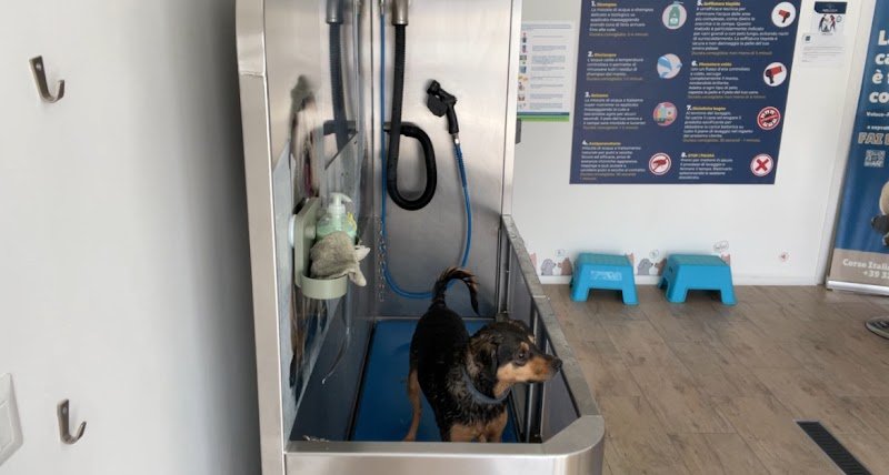 Zampe Zozzose pets wash fai da te - Foto 6