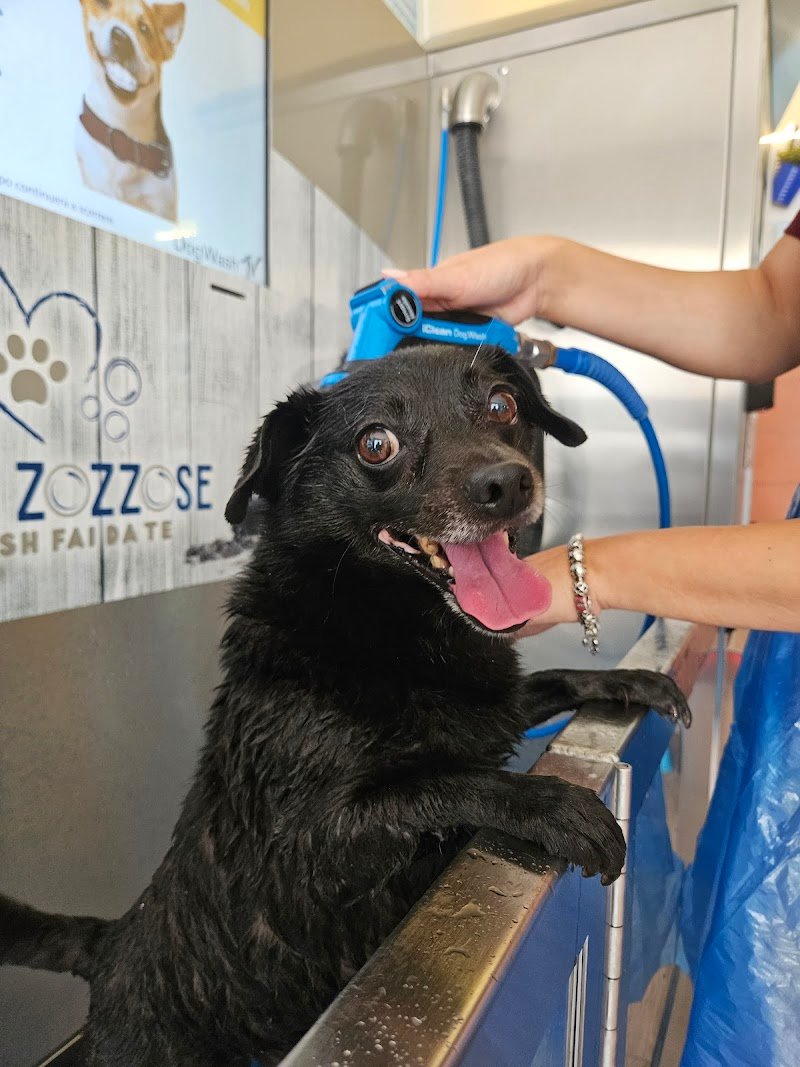 Zampe Zozzose pets wash fai da te - Foto 1