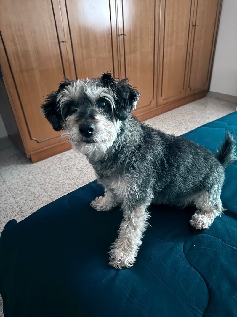 Zampe Zozzose pets wash fai da te - Foto 5