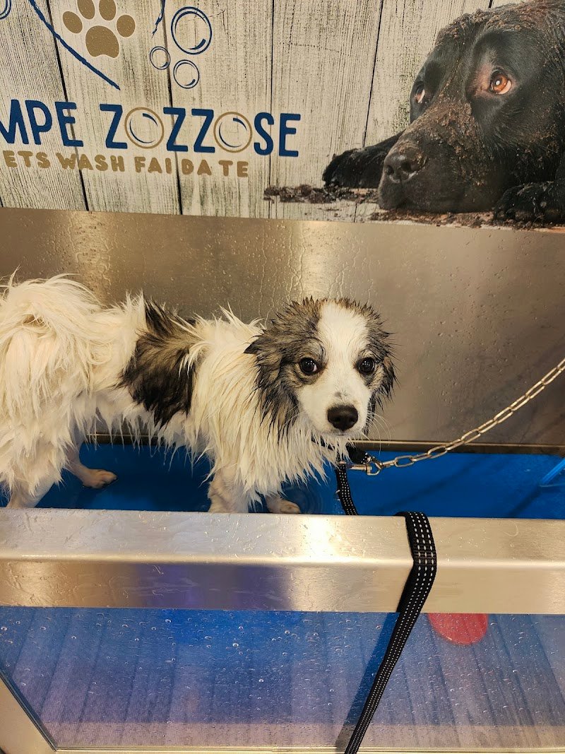 Zampe Zozzose pets wash fai da te - Foto 6