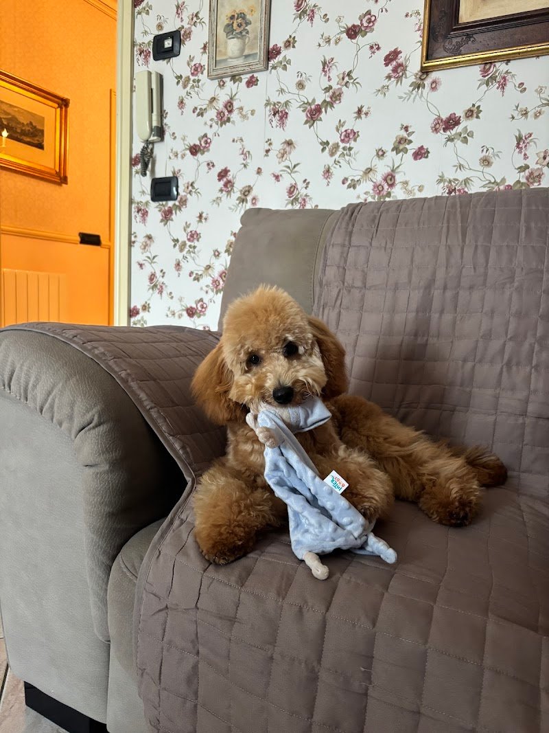 Zampettando Canicattì Sala toelettatura & Pet shop - Foto 3