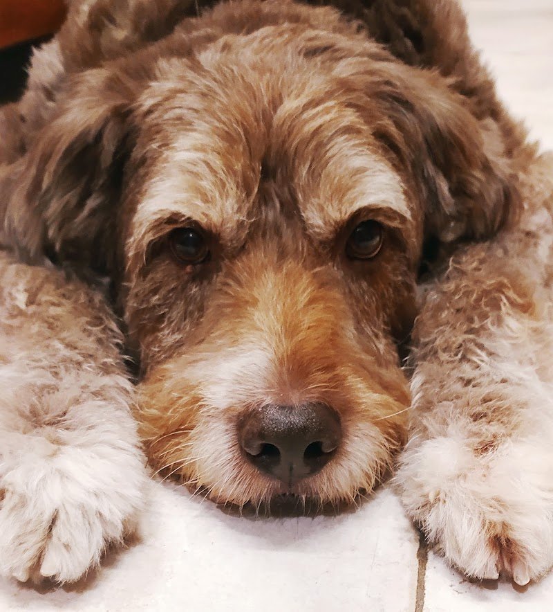 Zampettando - Foto 3