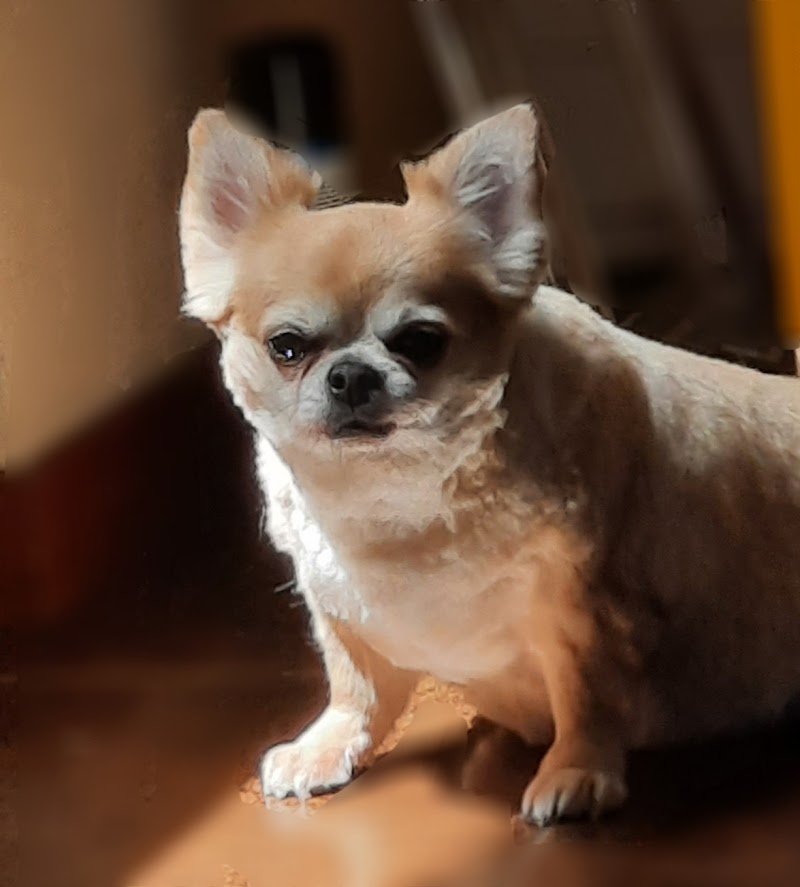 Zampettando - Foto 5