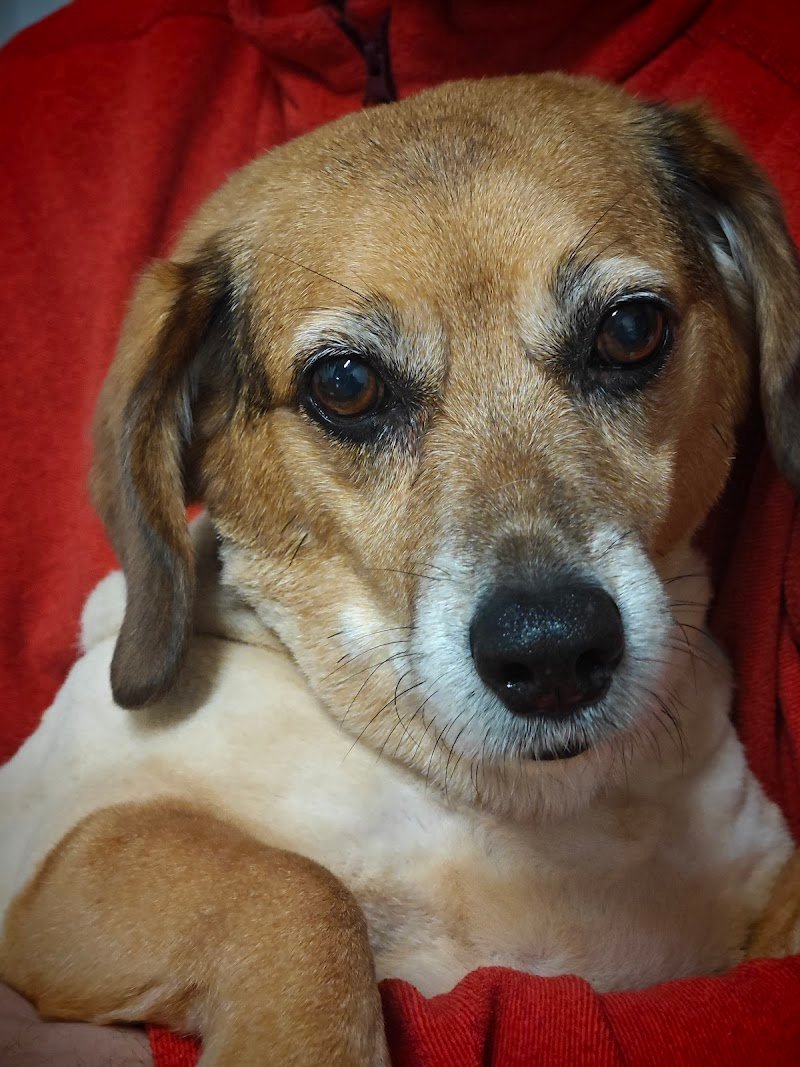 Zampettando - Foto 6