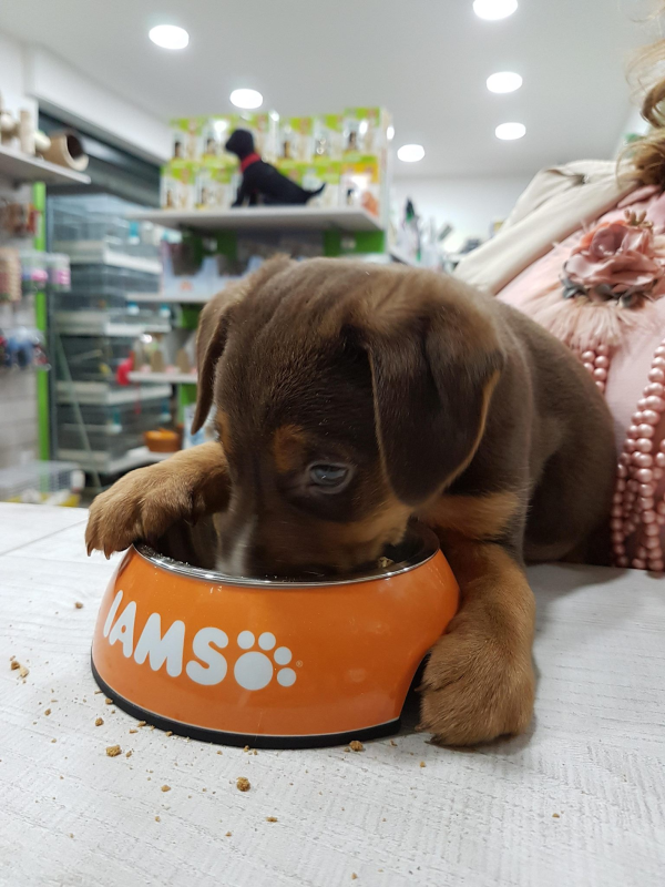 Zampettando - Foto 3