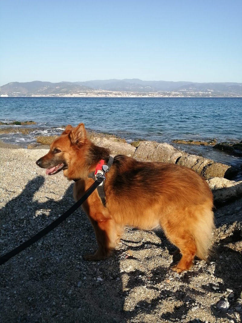 Zampettando - Foto 4