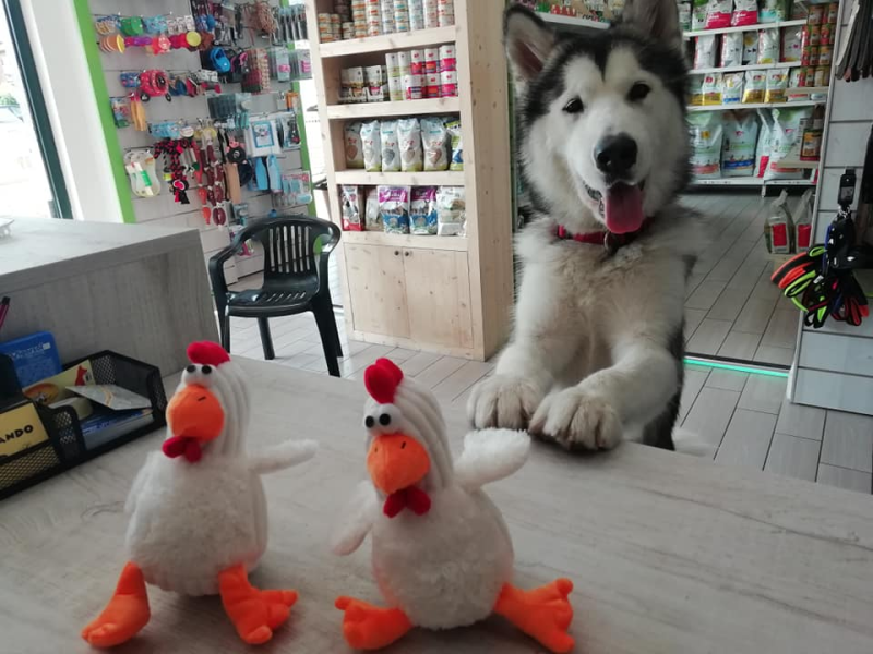 Zampettando - Foto 5