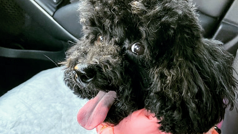 Zampettando Sas - Foto 1