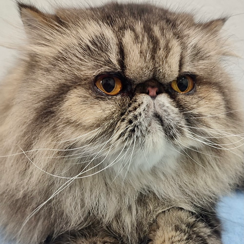 Zampettando Sas - Foto 4