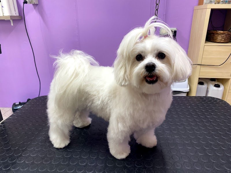 Zampettando Toelettatura Cani - Foto 3