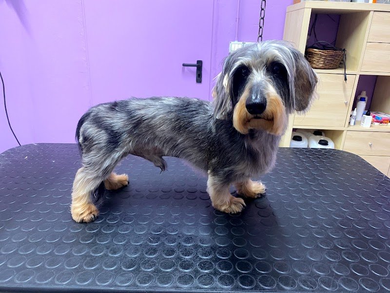 Zampettando Toelettatura Cani - Foto 4