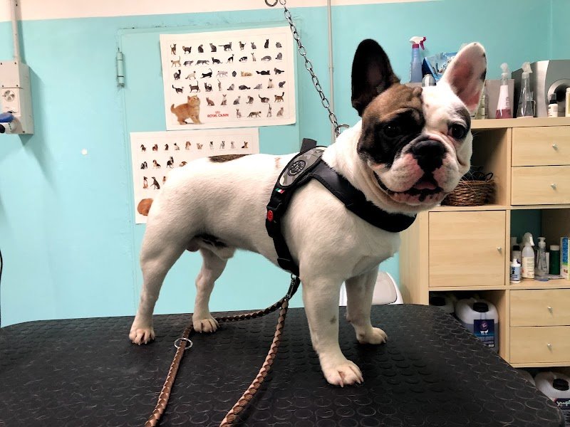 Zampettando Toelettatura Cani - Foto 5