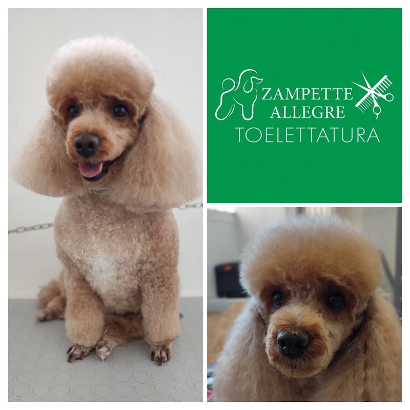 Zampette Allegre - Foto 1