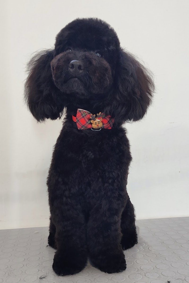 Zampette Allegre - Foto 3