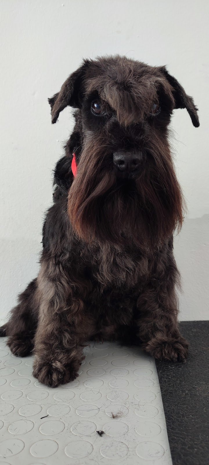 Zampette Allegre - Foto 4