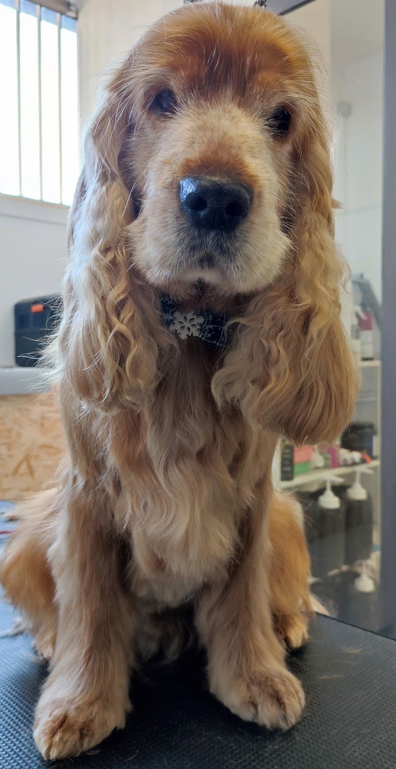 Zampette Allegre - Foto 5