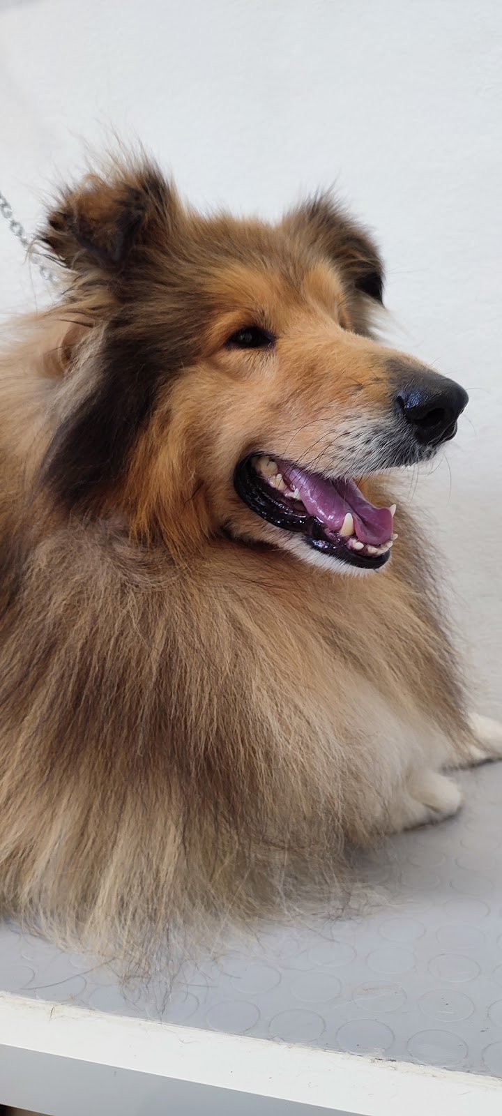 Zampette Allegre - Foto 6